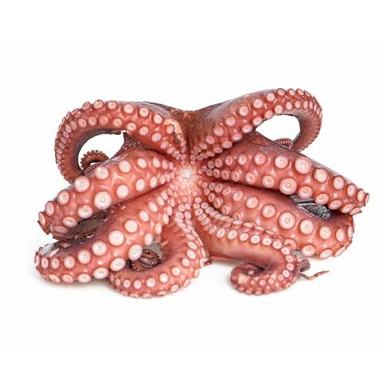 Octopus